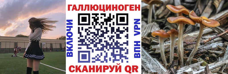 Галлюциногенные грибы Psilocybe  купить наркотики цена  Прокопьевск 