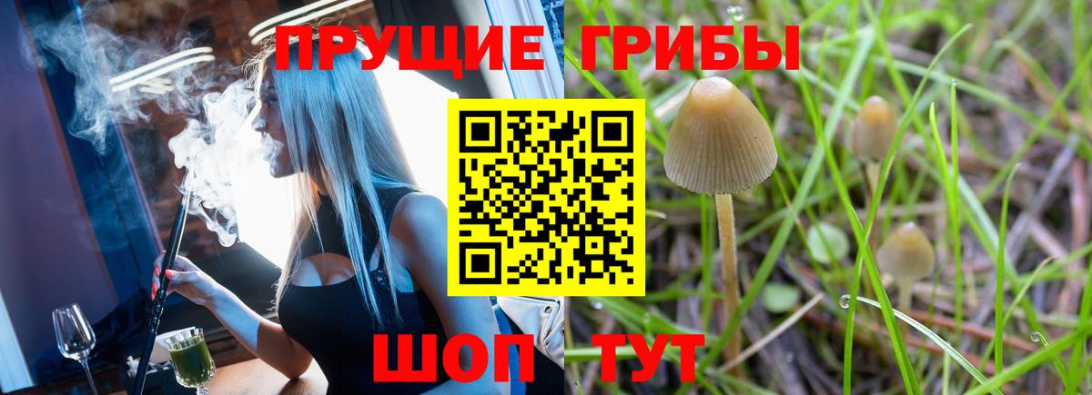 Псилоцибиновые грибы Psilocybine cubensis Прокопьевск